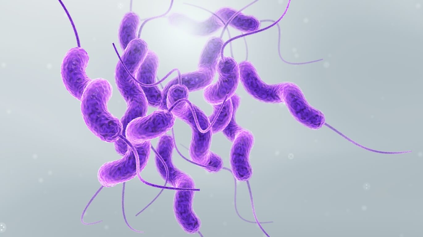Campylobacter spp.