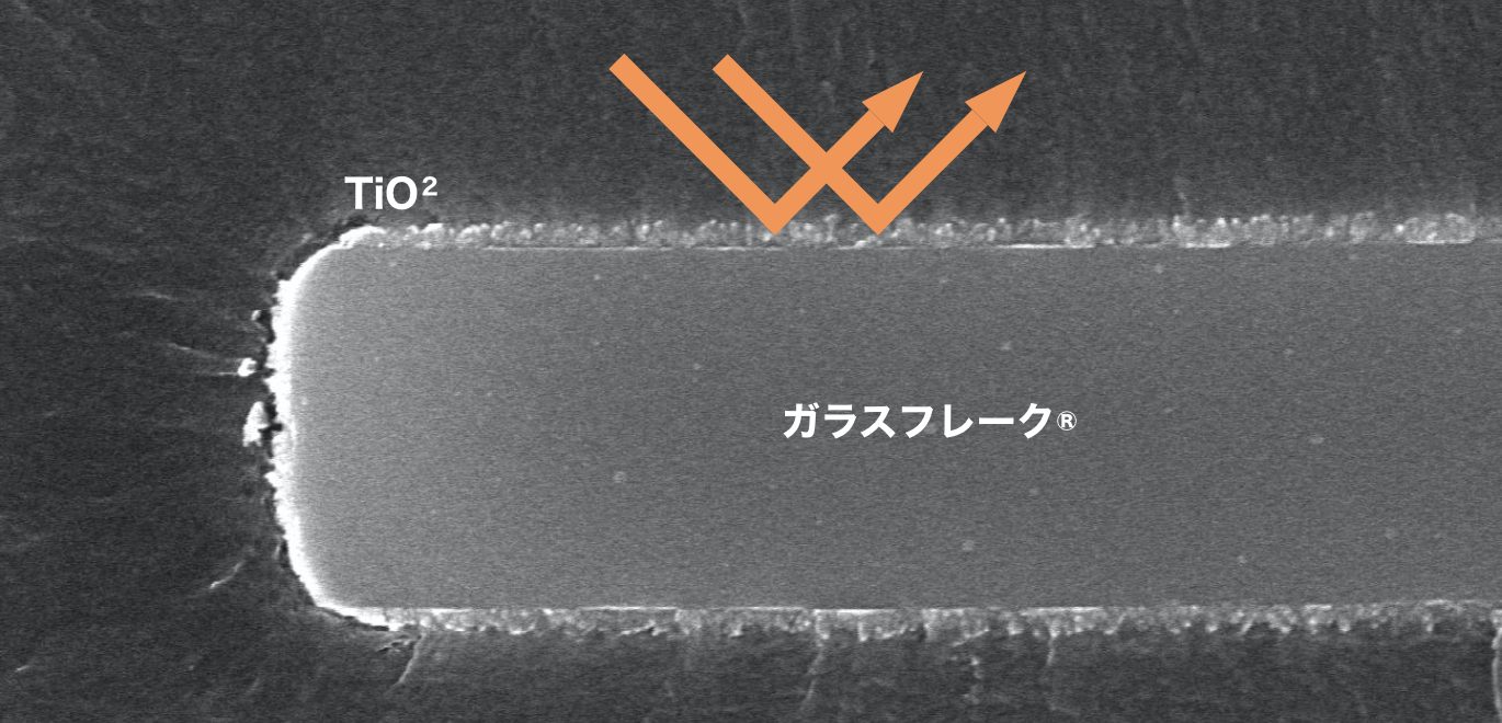 Natutect®の断面SEM画像