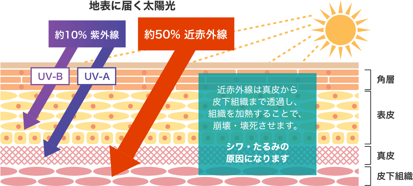 近赤外線の肌への影響イメージ